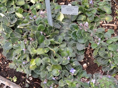 African violet (Streptocarpus sect. Saintpaulia), the species that wants bright but filtered light, never harsh sun