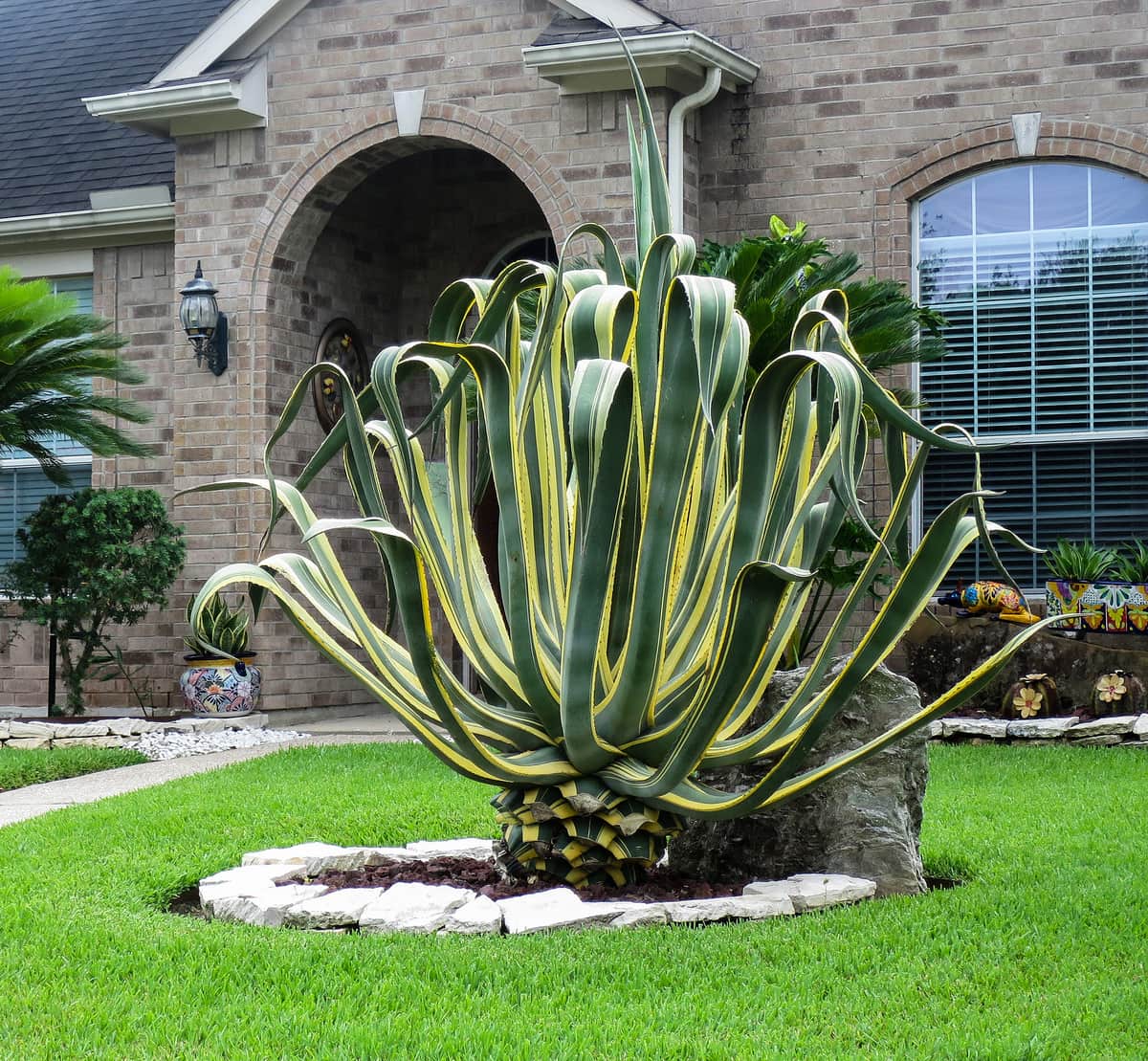 Agave (century plant) (Agave americana), the species that wants full, blazing direct sun