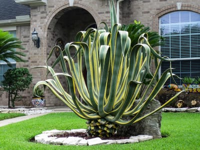 Agave (century plant) (Agave americana), the species that wants full, blazing direct sun