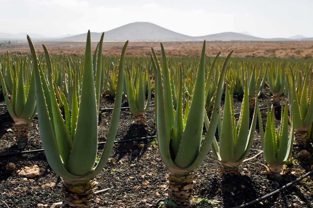 Aloe vera (Aloe vera (syn. Aloe barbadensis)), the species that wants bright light with some direct sun