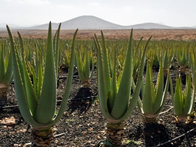 Aloe vera (Aloe vera (syn. Aloe barbadensis)), the species that wants bright light with some direct sun