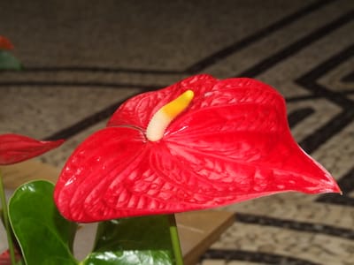 Anthurium (flamingo flower) (Anthurium andraeanum), the species that wants bright indirect light to keep it flowering