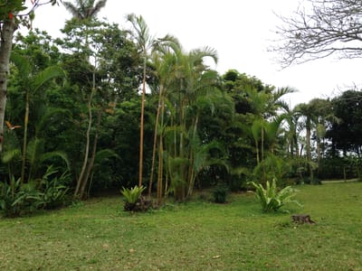 Areca palm (Dypsis lutescens), the species that wants bright, indirect light, ideally near a sunny window