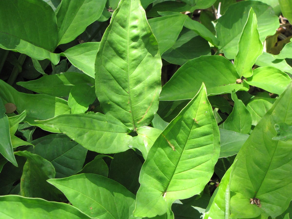 Arrowhead plant (Syngonium podophyllum), the species that wants bright indirect light; tolerates medium light