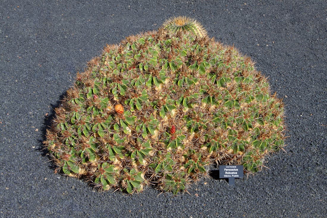 Barrel cactus (Ferocactus / Echinocactus spp.), the species that wants maximum direct sun, all year