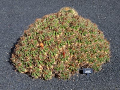 Barrel cactus (Ferocactus / Echinocactus spp.), the species that wants maximum direct sun, all year