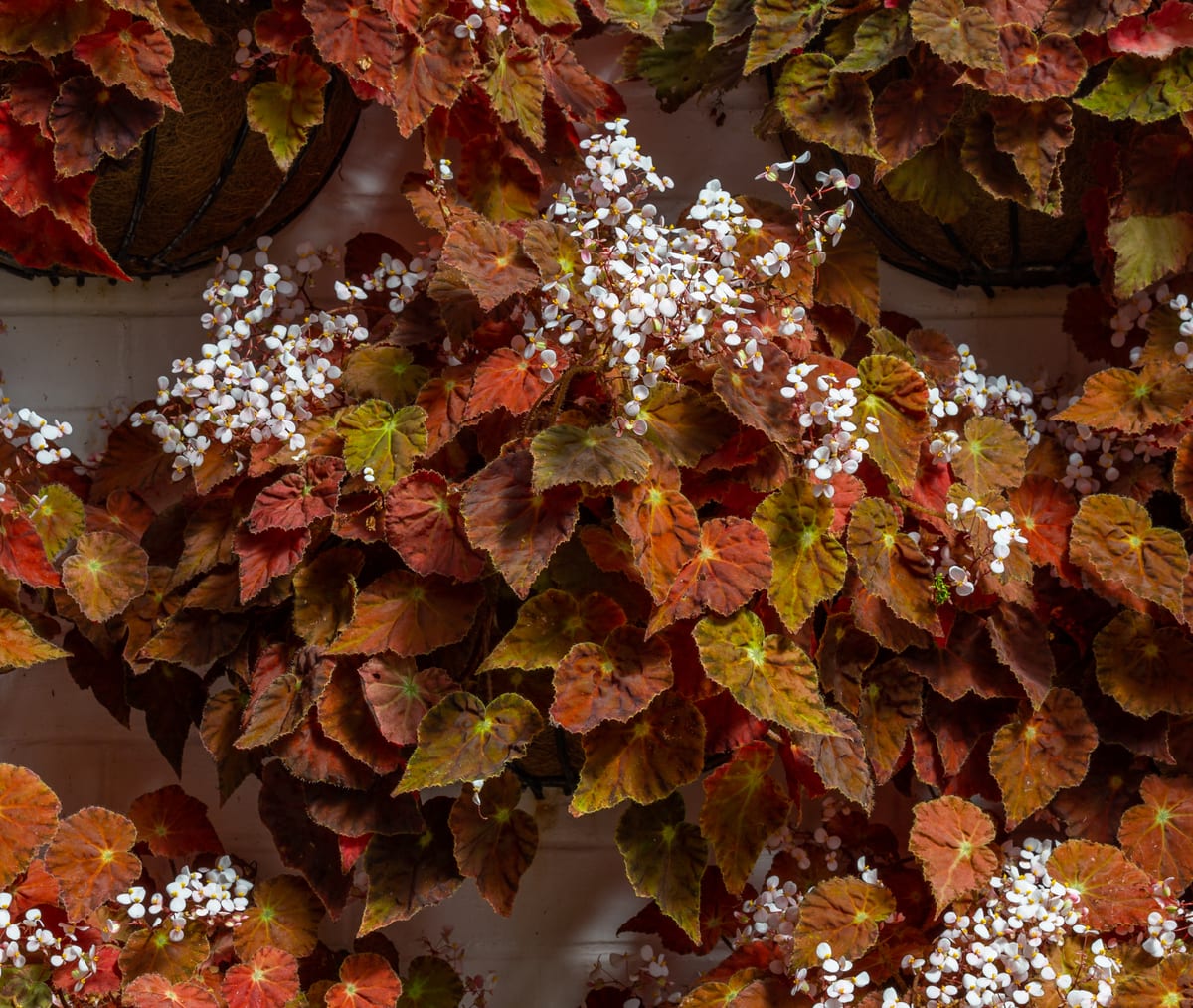 Begonia (Begonia spp.), the species that wants bright indirect light, out of direct sun