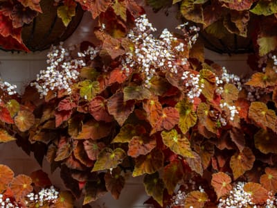 Begonia (Begonia spp.), the species that wants bright indirect light, out of direct sun