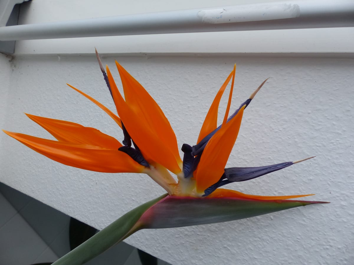 Bird of paradise (Strelitzia reginae), the species that wants as bright as possible, with some direct sun