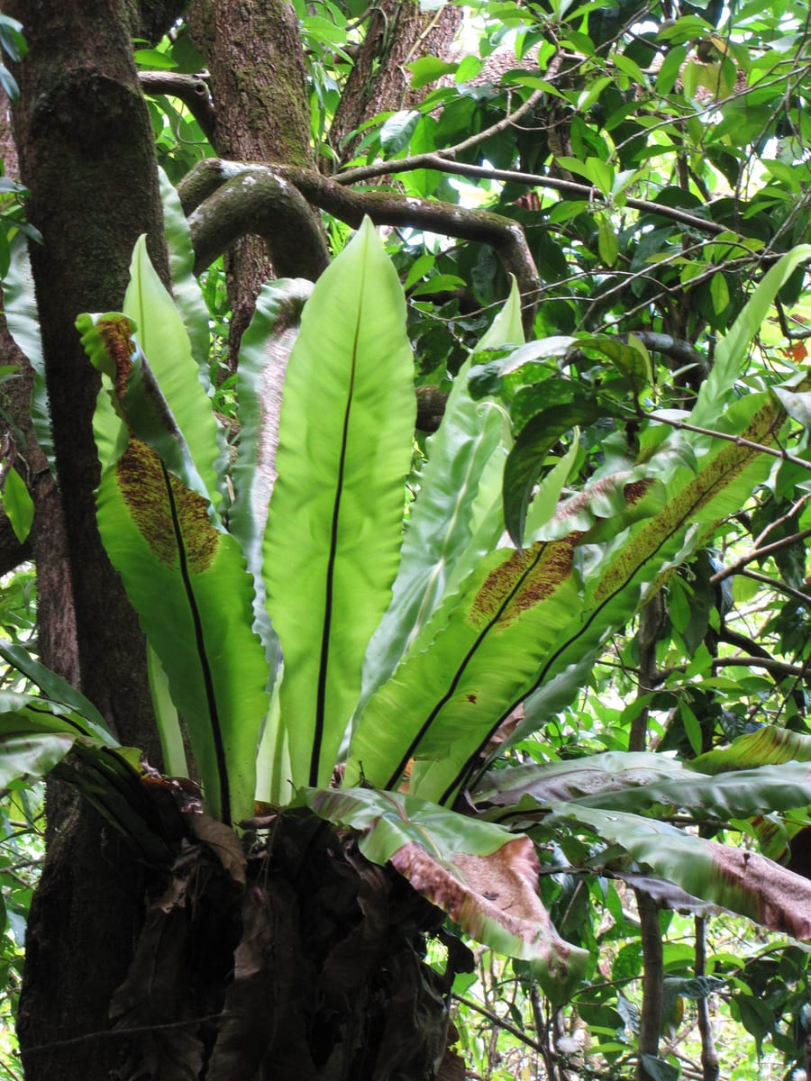 Bird's nest fern (Asplenium nidus) showing a rosette of glossy strap-shaped fronds with dark midribs