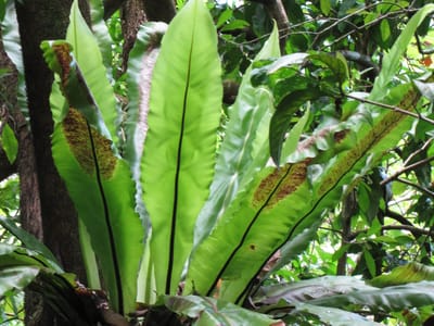 Bird's nest fern (Asplenium nidus) showing a rosette of glossy strap-shaped fronds with dark midribs