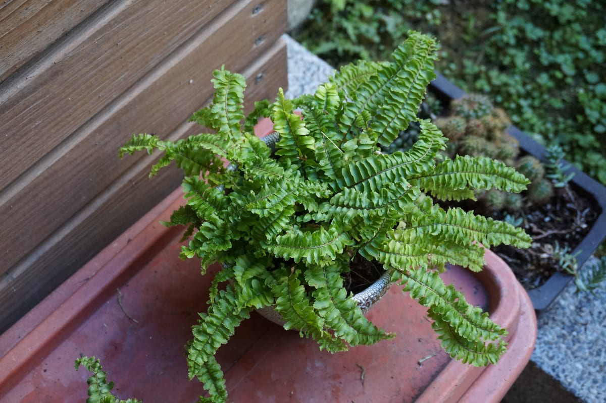 Boston fern (Nephrolepis exaltata) with arching sword-shaped fronds spilling from a pot