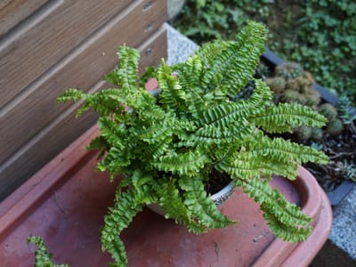 Boston fern (Nephrolepis exaltata) with arching sword-shaped fronds spilling from a pot