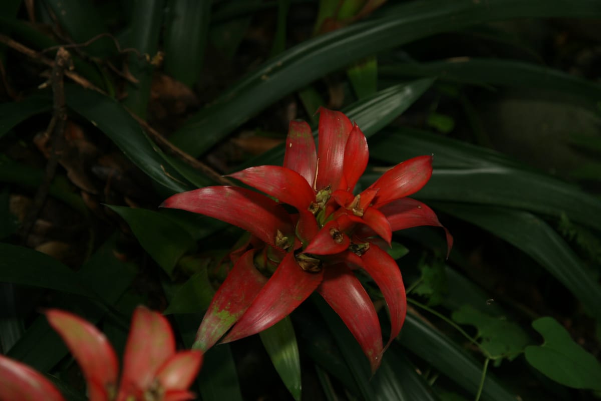 Bromeliad (Guzmania / Aechmea / Vriesea spp.), the species that wants bright indirect light; some tolerate gentle sun