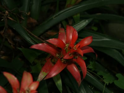 Bromeliad (Guzmania / Aechmea / Vriesea spp.), the species that wants bright indirect light; some tolerate gentle sun