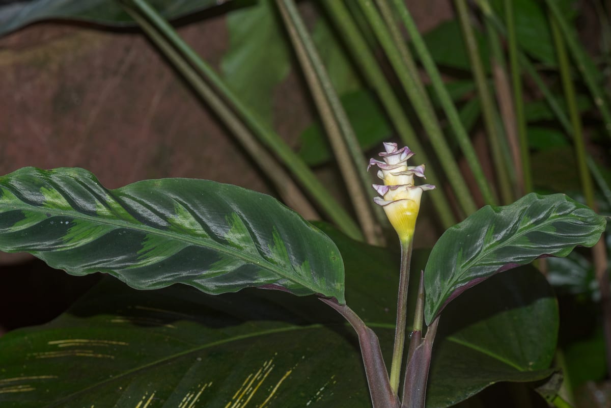 Calathea (prayer plant) (Goeppertia spp. (formerly Calathea)), the species that wants medium indirect light; no direct sun