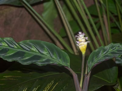 Calathea (prayer plant) (Goeppertia spp. (formerly Calathea)), the species that wants medium indirect light; no direct sun