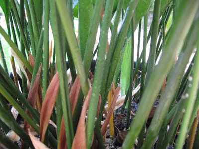 Cast-iron plant (Aspidistra elatior), the species that wants low to medium indirect light; tolerates deep shade