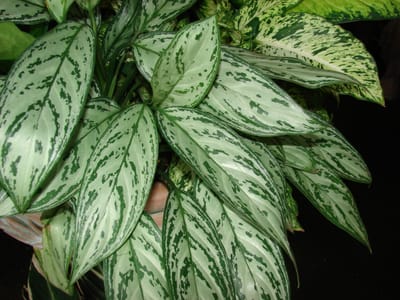 Chinese evergreen (Aglaonema commutatum), the species that wants low to bright indirect light