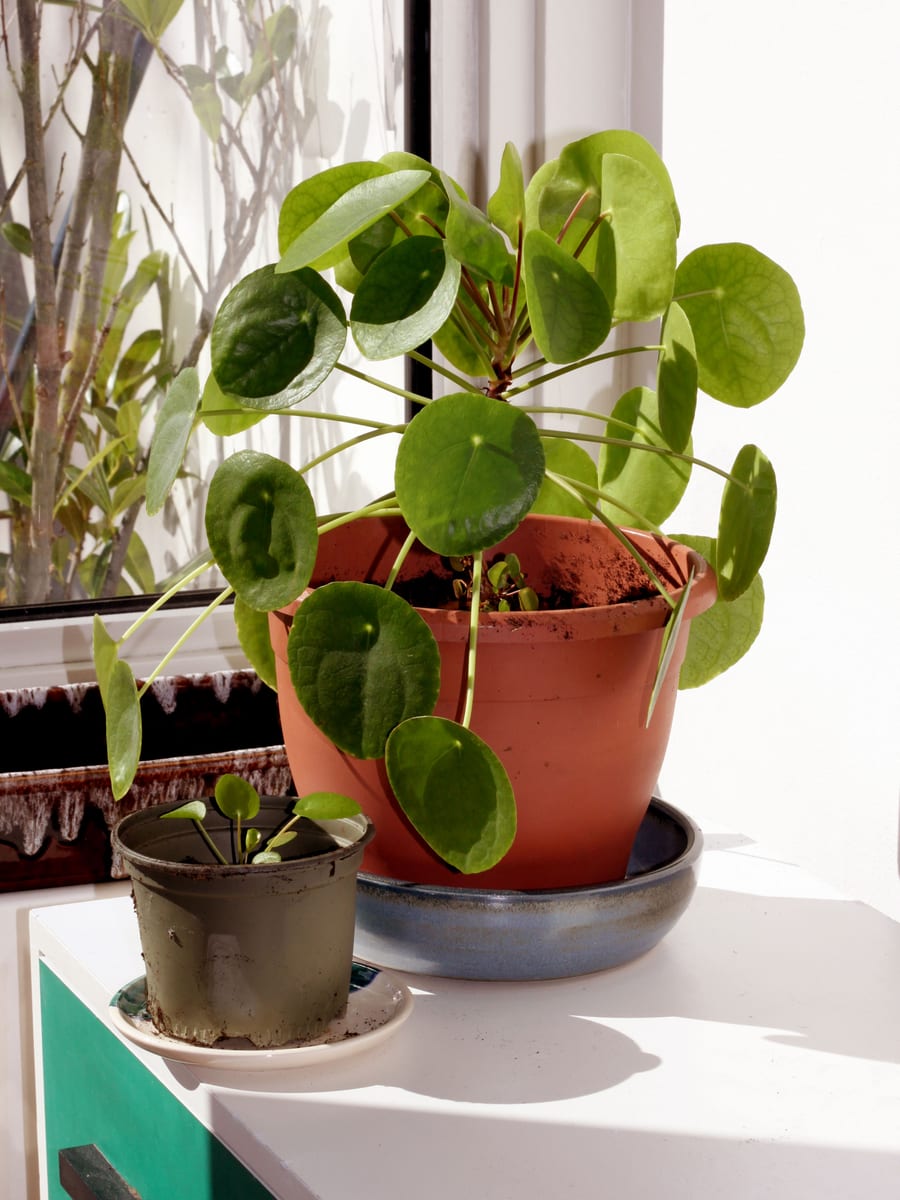 Chinese money plant (Pilea peperomioides), the species that wants bright, indirect light; rotate regularly