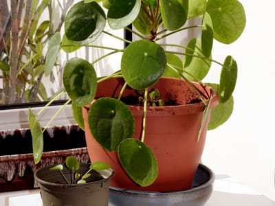 Chinese money plant (Pilea peperomioides), the species that wants bright, indirect light; rotate regularly