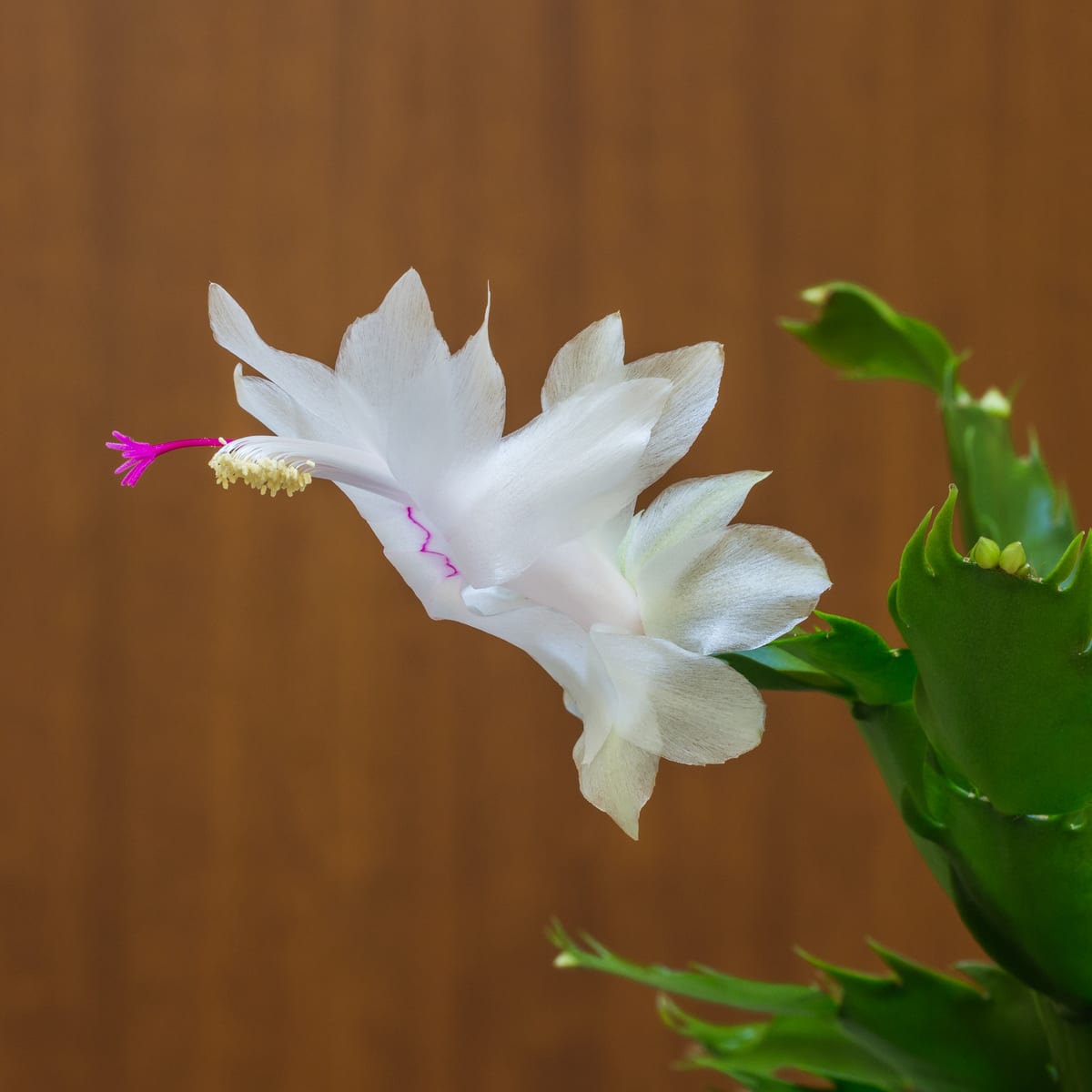 Christmas cactus (Schlumbergera spp.), the species that wants bright indirect light, no harsh sun