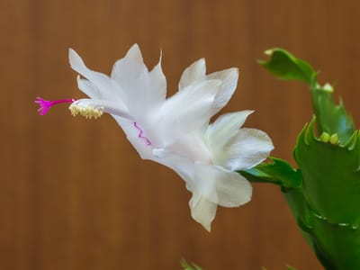 Christmas cactus (Schlumbergera spp.), the species that wants bright indirect light, no harsh sun