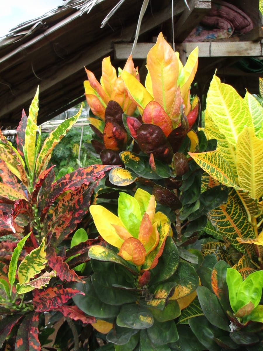 Croton (garden croton) (Codiaeum variegatum), the species that wants very bright light, with some direct sun