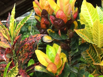 Croton (garden croton) (Codiaeum variegatum), the species that wants very bright light, with some direct sun