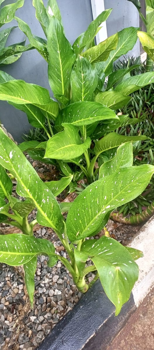 Dieffenbachia (Dieffenbachia seguine), the species that wants bright, filtered light out of direct sun