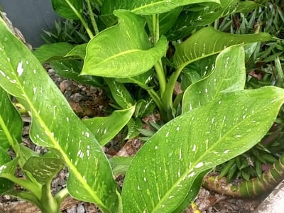Dieffenbachia (Dieffenbachia seguine), the species that wants bright, filtered light out of direct sun