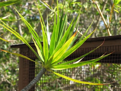 Dracaena (Dracaena spp. (e.g. D. marginata, D. fragrans)), the species that wants bright, filtered light; tolerates medium light