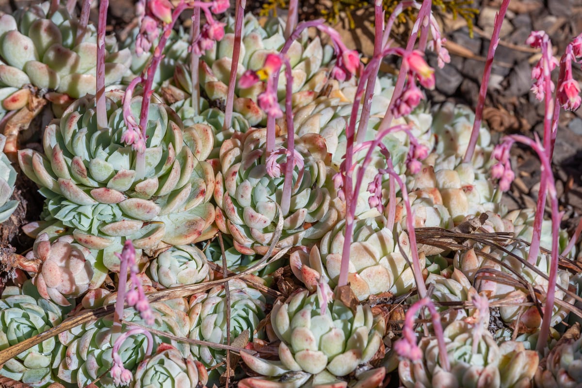 Echeveria (Echeveria spp.), the species that wants full sun to very bright light