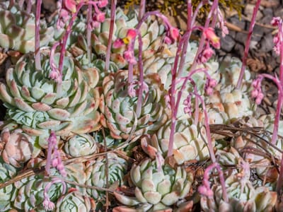 Echeveria (Echeveria spp.), the species that wants full sun to very bright light