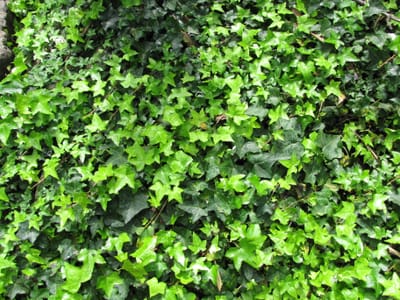 English ivy (Hedera helix) forming a dense mat of lobed dark-green leaves trailing over a surface