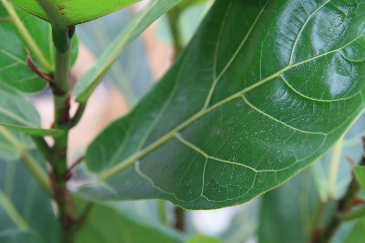 Fiddle-leaf fig (Ficus lyrata), the species that wants lots of bright, indirect light