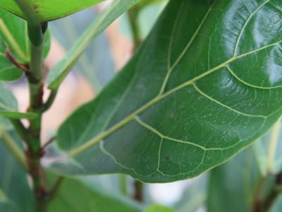 Fiddle-leaf fig (Ficus lyrata), the species that wants lots of bright, indirect light