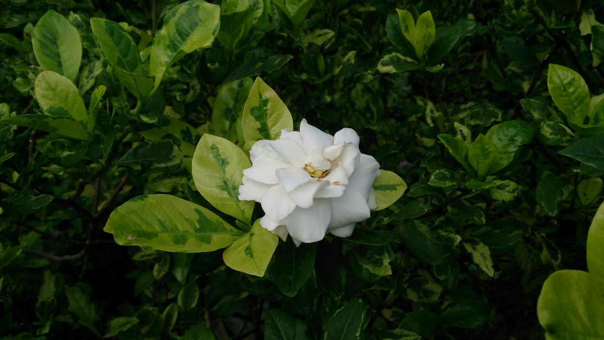 Gardenia (cape jasmine) (Gardenia jasminoides), the species that wants bright light with some morning sun