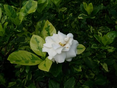 Gardenia (cape jasmine) (Gardenia jasminoides), the species that wants bright light with some morning sun