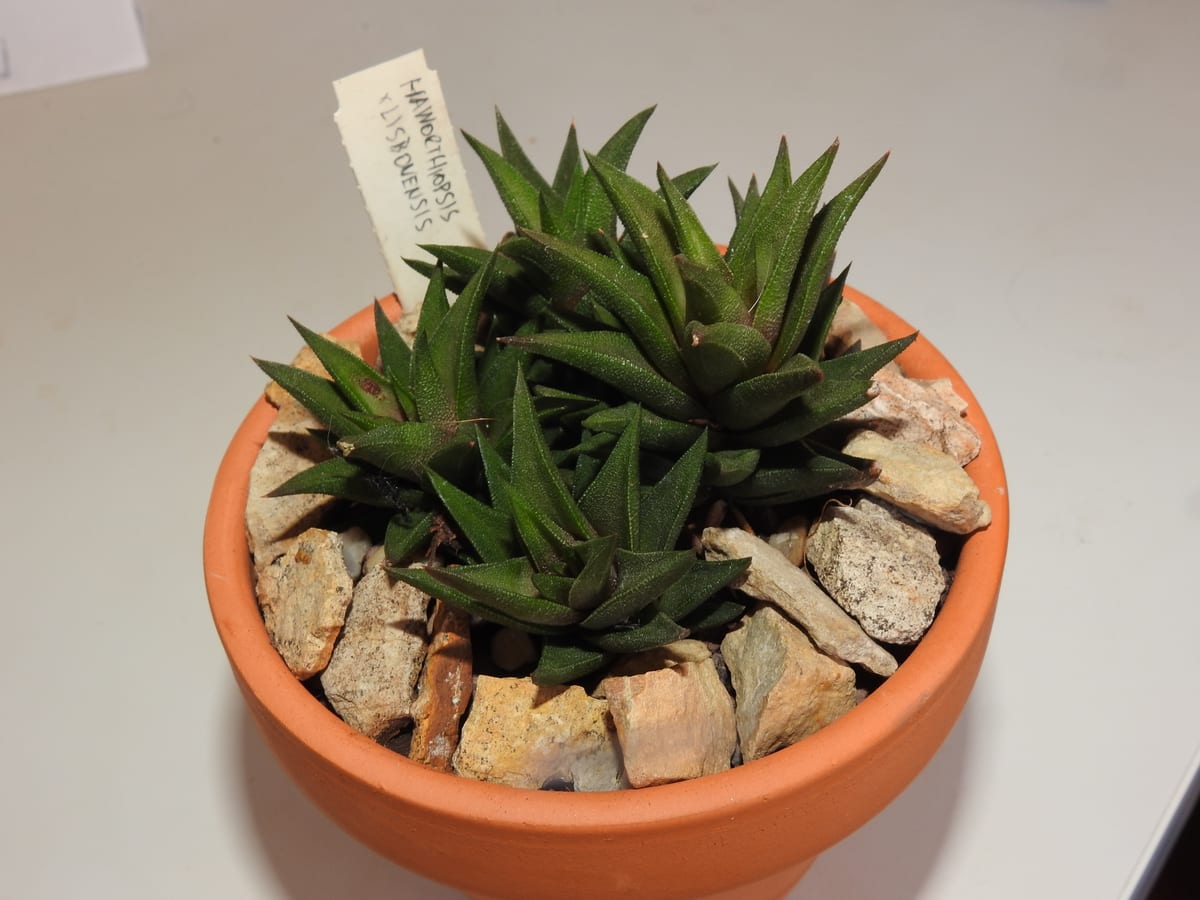 Haworthia (zebra plant) (Haworthia / Haworthiopsis spp.), the species that wants bright indirect light, some gentle sun