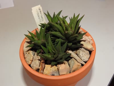 Haworthia (zebra plant) (Haworthia / Haworthiopsis spp.), the species that wants bright indirect light, some gentle sun