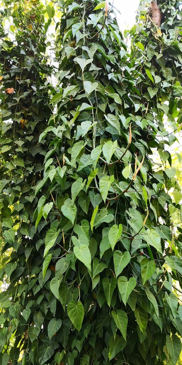 Heartleaf philodendron (Philodendron hederaceum (syn. P. scandens)), the species that wants medium to bright indirect light
