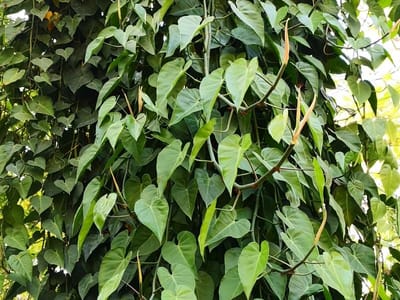 Heartleaf philodendron (Philodendron hederaceum (syn. P. scandens)), the species that wants medium to bright indirect light
