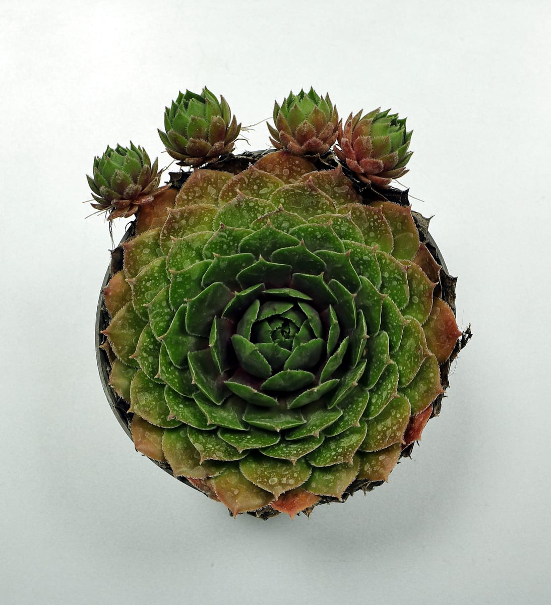 Hens and chicks (houseleek) (Sempervivum tectorum), the species that wants full sun outdoors, brightest window indoors