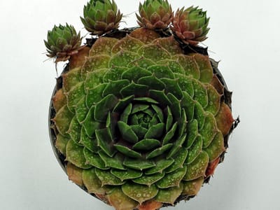 Hens and chicks (houseleek) (Sempervivum tectorum), the species that wants full sun outdoors, brightest window indoors