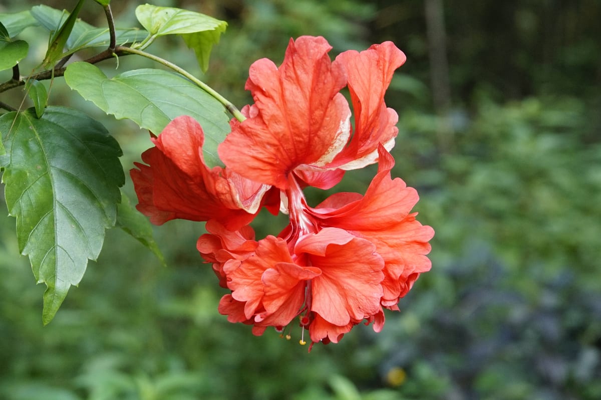 Tropical hibiscus (Hibiscus rosa-sinensis), the species that wants full sun — the more direct light, the more flowers