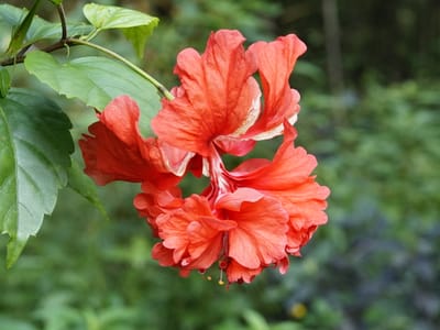 Tropical hibiscus (Hibiscus rosa-sinensis), the species that wants full sun — the more direct light, the more flowers