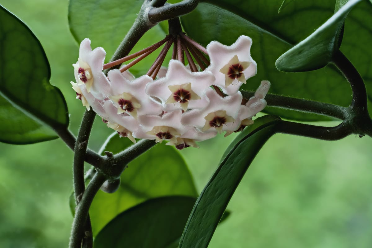 Wax plant (Hoya carnosa) with a cluster of star-shaped pink flowers and thick waxy leaves
