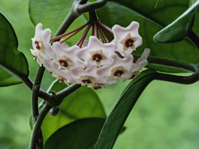 Wax plant (Hoya carnosa) with a cluster of star-shaped pink flowers and thick waxy leaves
