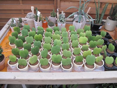Sweetheart plant (Hoya kerrii) sold as single thick heart-shaped leaf cuttings in small nursery pots